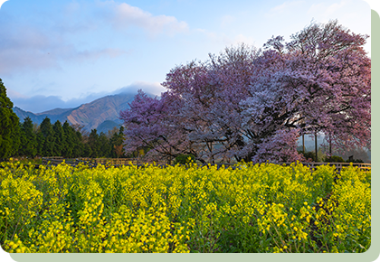 Isshingyo no Oozakura (the big cherry tree of Isshingyo)